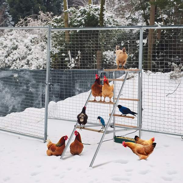 103x50x100cm Outdoor Chicken Perch - Image 5