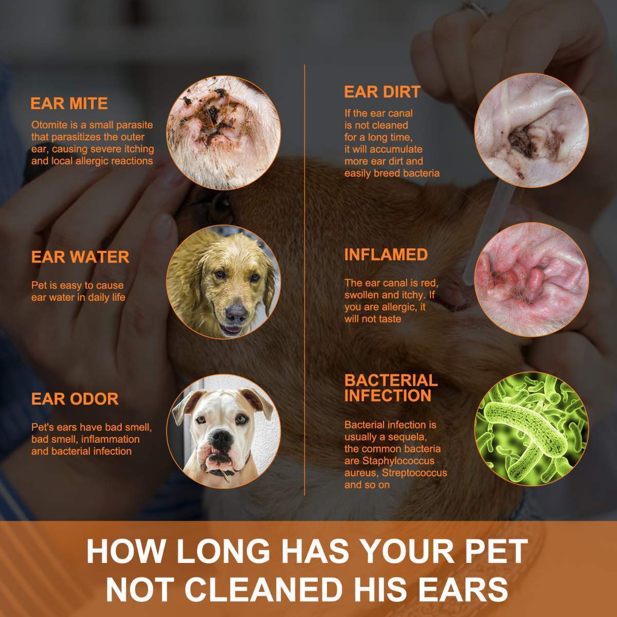 Pet Ear Cleaner Drops, Dog & Cat Ear Care Solution With Aloe, Glycerin & Tea Tree Oil, Gentle Ear Cleanser For Removing Dirt, Odor & Mites, 50ml - Image 5