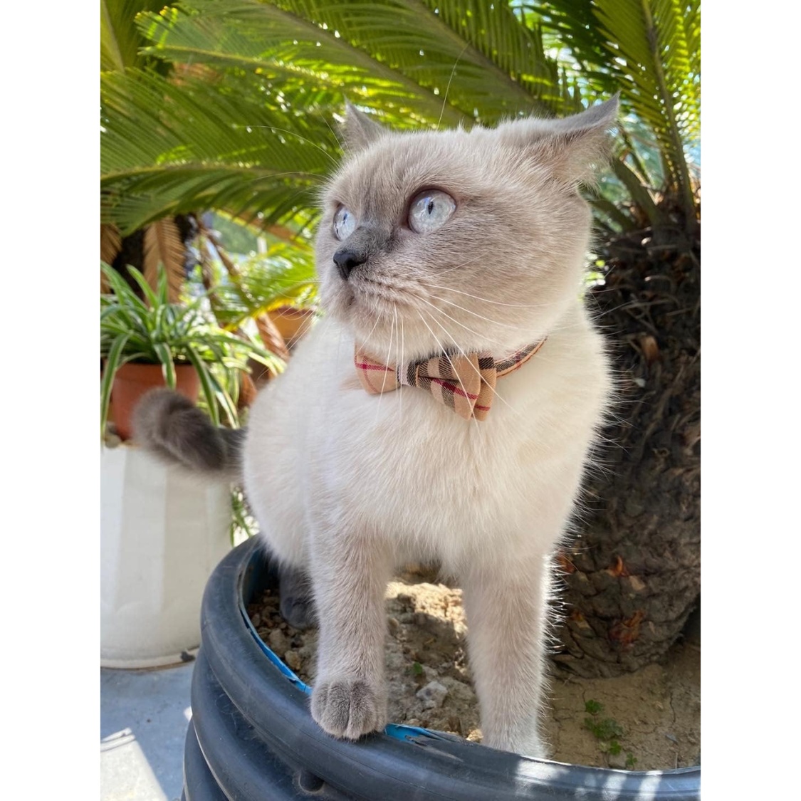 Cat Collars Breakaway With Cute Bow Bell 2 Pack Kitten Collar Plaid Cat Collar With Removable Bowtie Cat Collar For Cats Kittens - Image 4