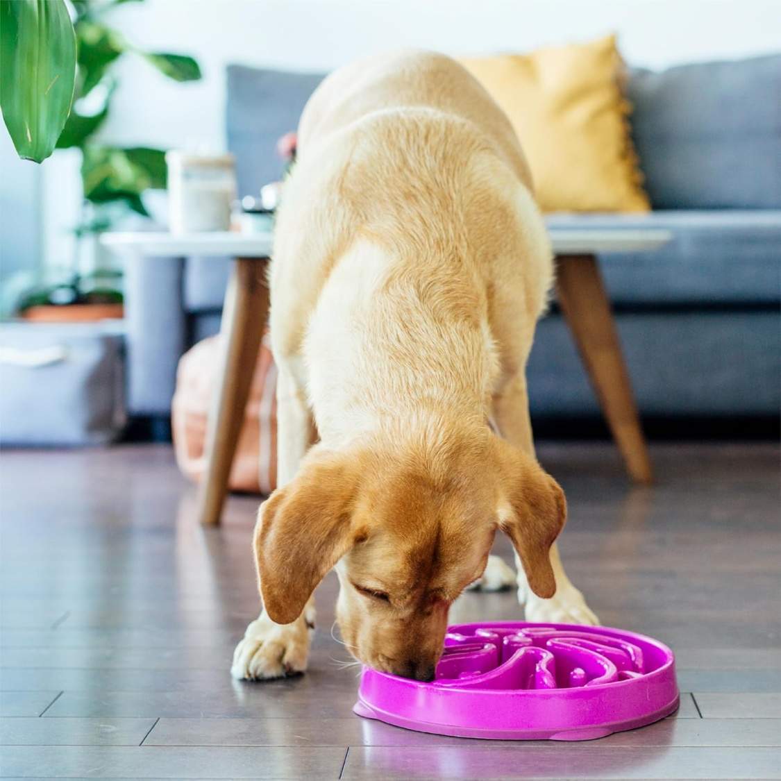 Hound Feeder Slow Bowl Large 4 Cup Capacity, Slow Feeding, Medium To Large Dogs, Non Slip, Purple, Flower Pattern - Image 4