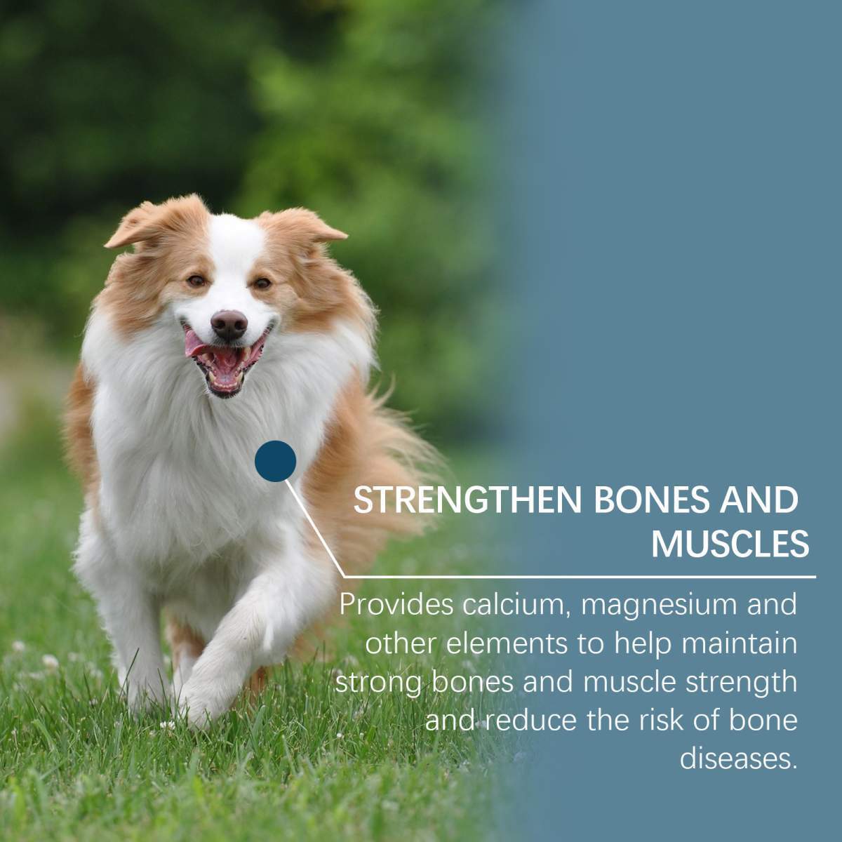 Dog Mineral Supplement Tablets, 80 Chewable Tablets, Calcium Magnesium & Trace Minerals, Appetite & Bone Health Support, Non-GMO Pet Vitamins - Image 3