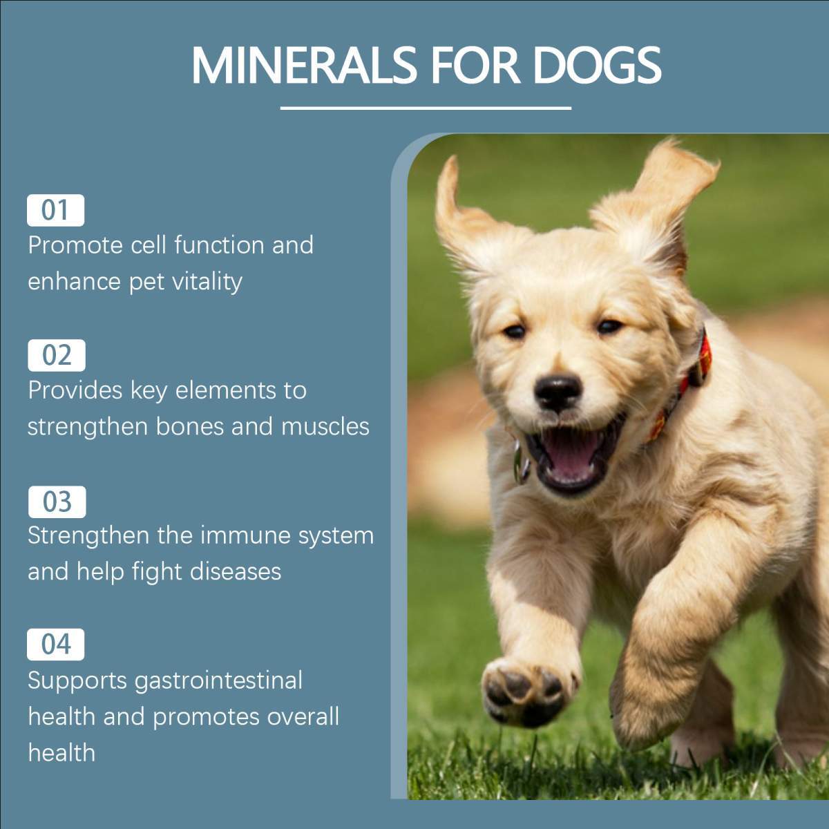 Dog Mineral Supplement Tablets, 80 Chewable Tablets, Calcium Magnesium & Trace Minerals, Appetite & Bone Health Support, Non-GMO Pet Vitamins - Image 2
