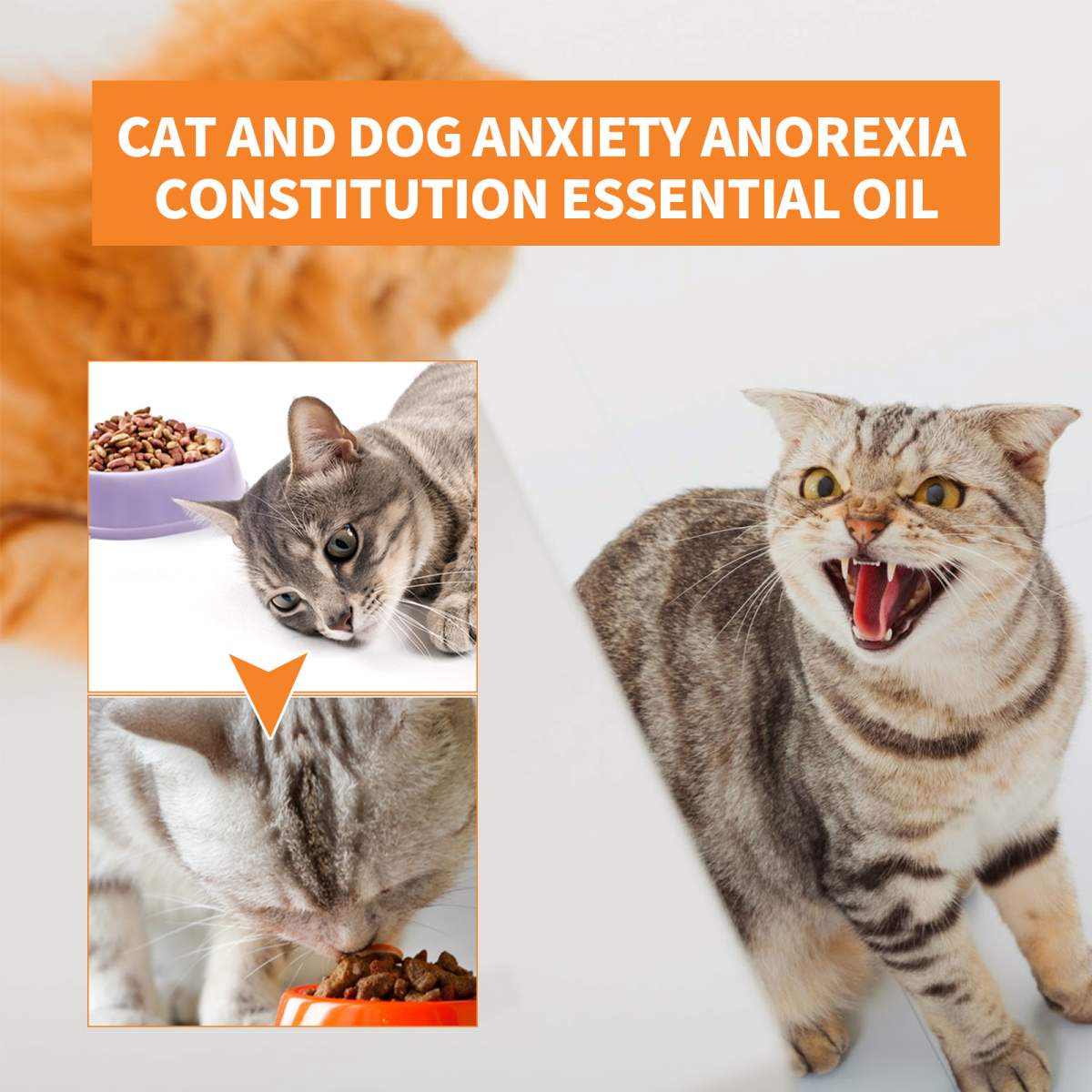 Pet Calming Hemp Oil For Dogs & Cats, Natural Anxiety Relief Supplement, Improve Appetite & Support Pet Health, 30ml - Image 4